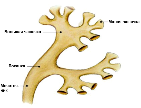 Где находится почечная лоханка у человека фото